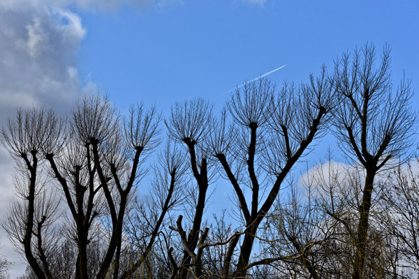 Émondage Mario Béland - Service étêtage d'arbres