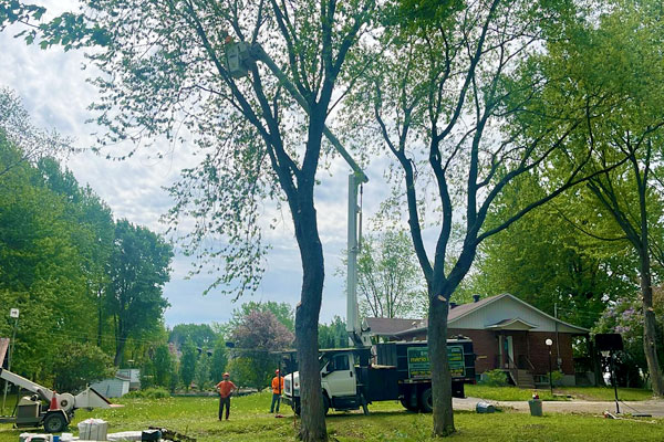 Émondage Mario Béland - Service d'élagage d'arbres